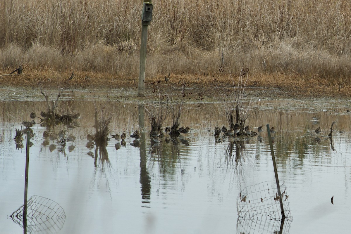 Баранець американський - ML644949780