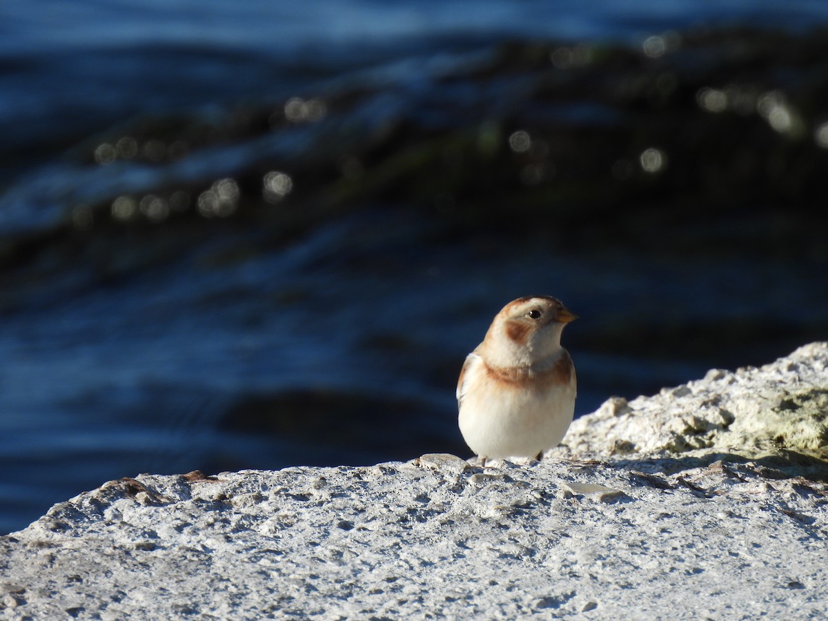 Snow Bunting - ML644949810