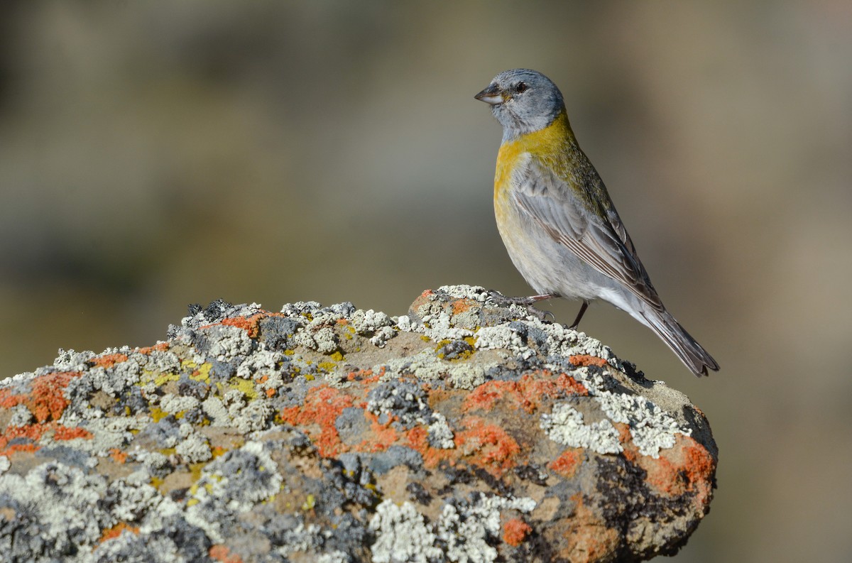 Gray-hooded Sierra Finch (gayi/caniceps) - ML644949817
