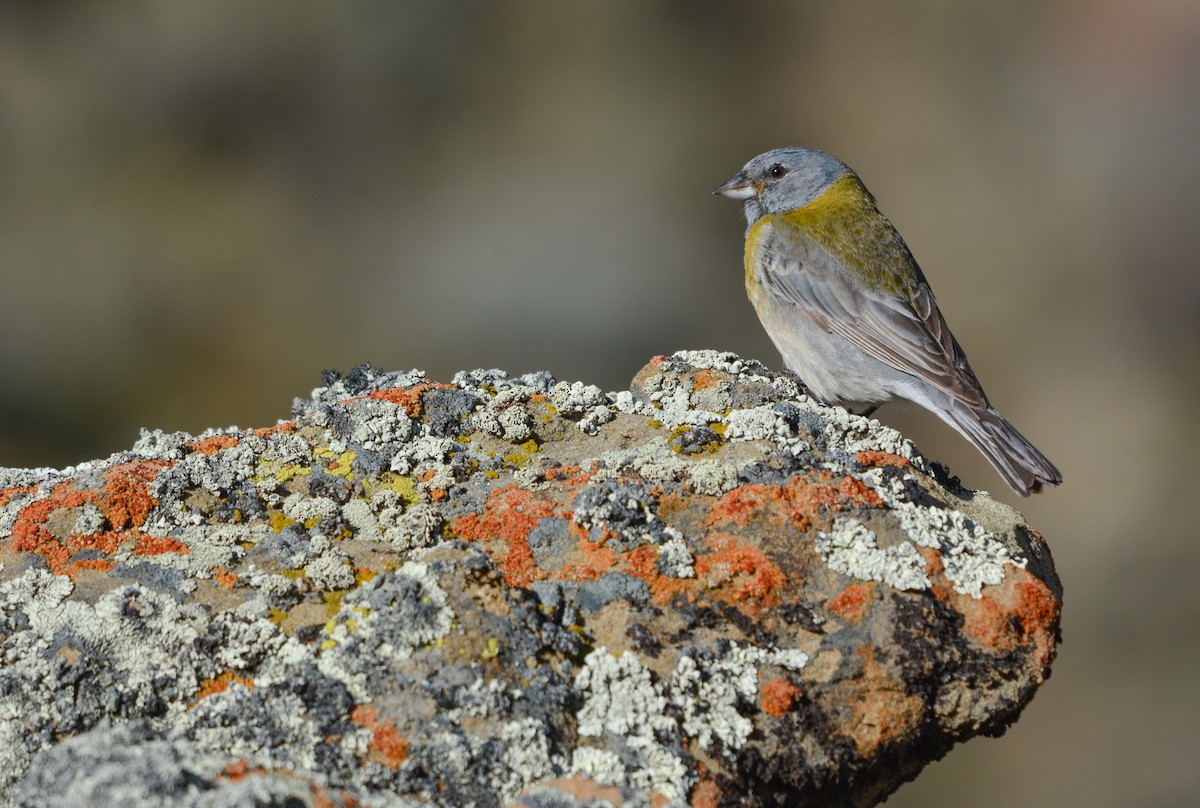 Gray-hooded Sierra Finch (gayi/caniceps) - ML644949819