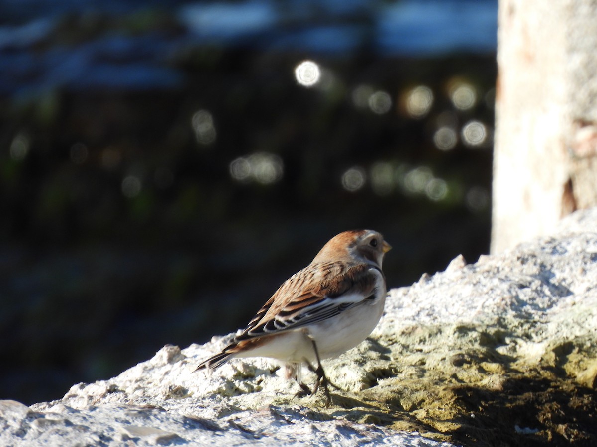 Snow Bunting - ML644949824