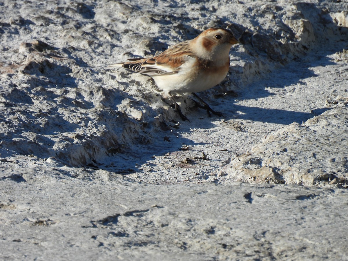 Snow Bunting - ML644949836