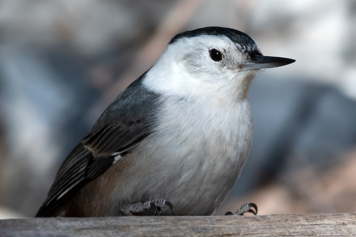 White-breasted Nuthatch - ML644949837