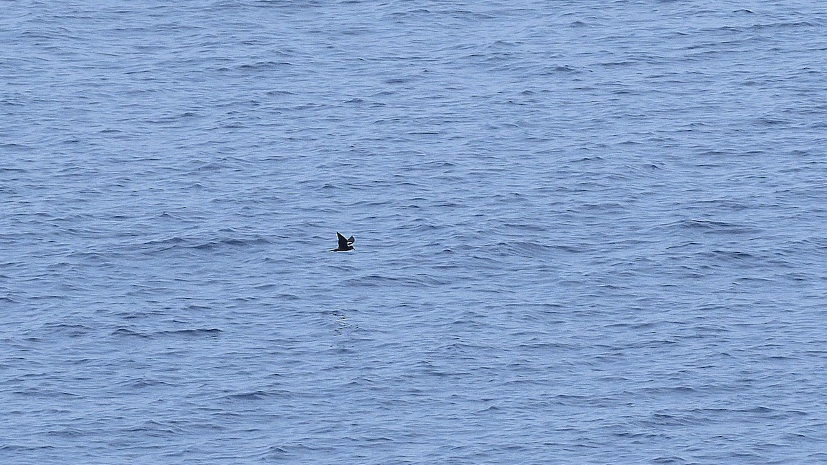 Paíño Menudo - ML644949859