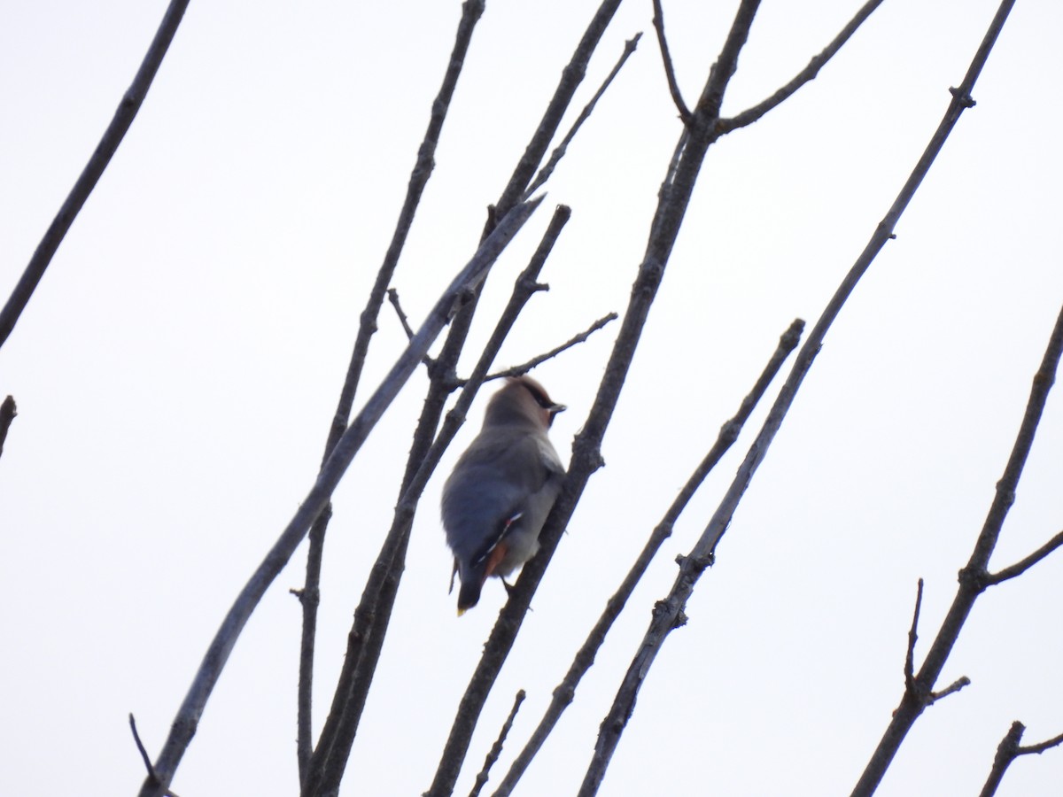 Bohemian Waxwing - ML644949891