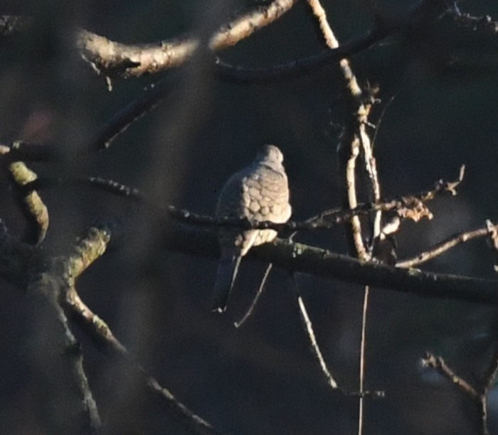 Inca Dove - ML644949895