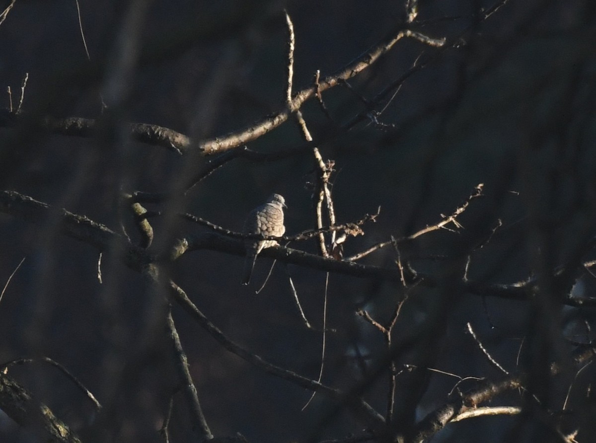 Inca Dove - ML644949896