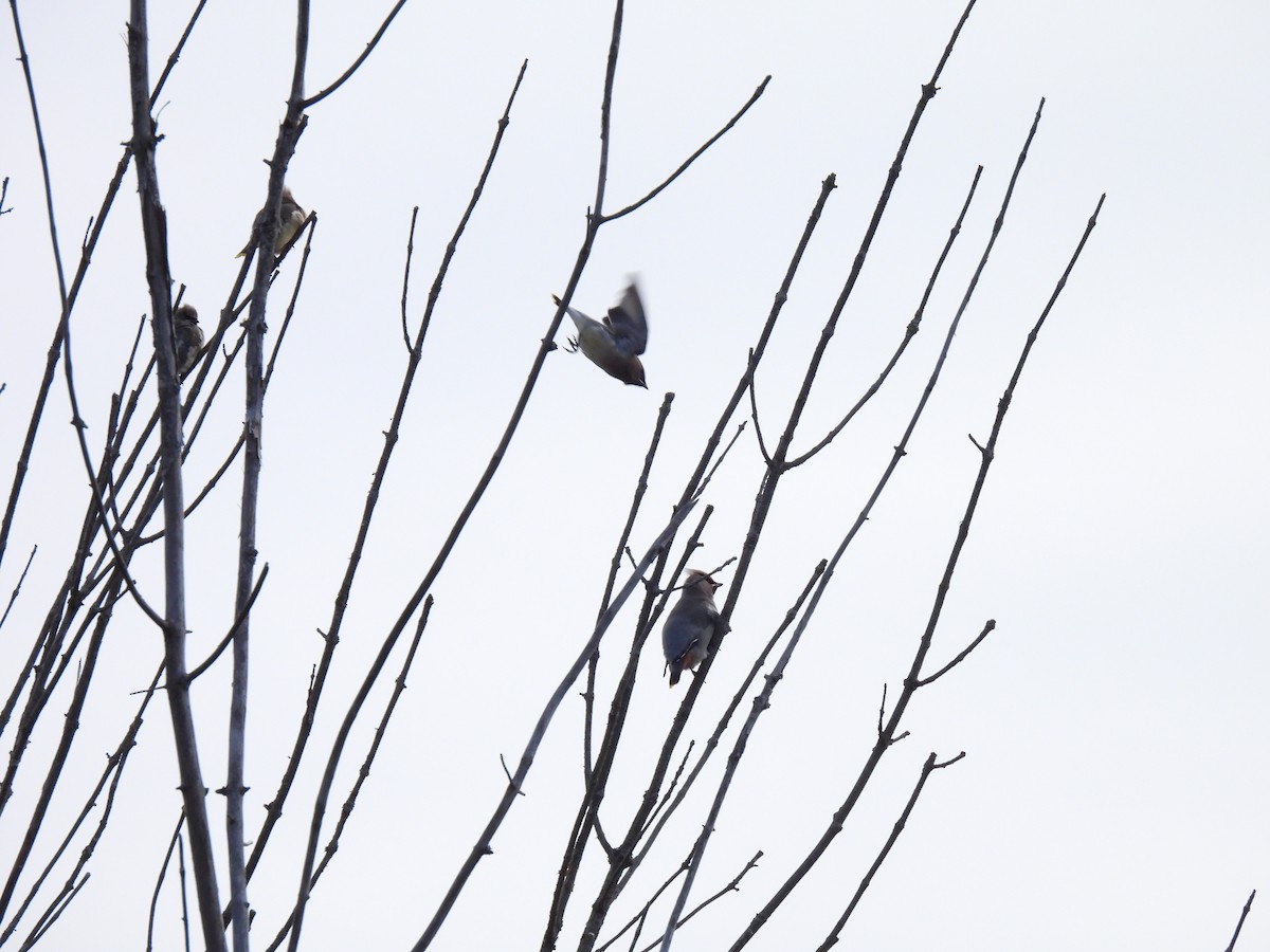 Bohemian Waxwing - ML644949902