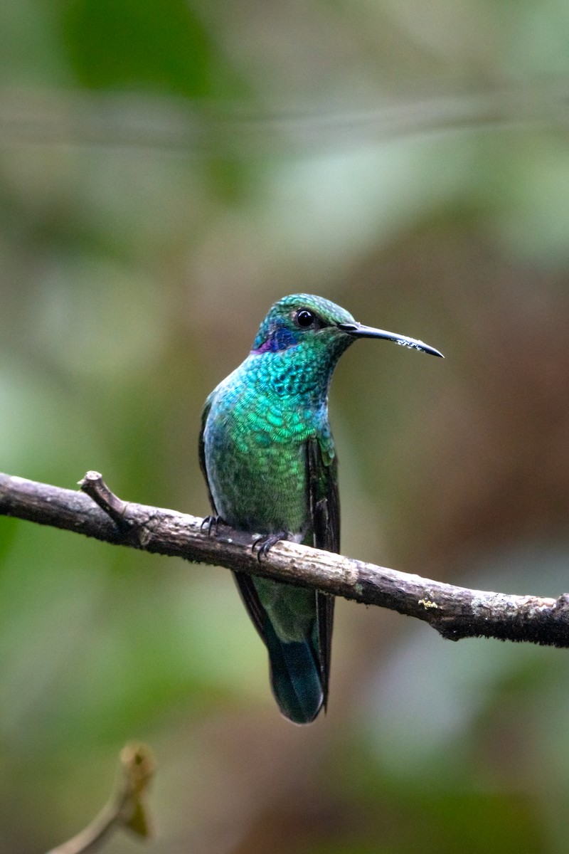 Lesser Violetear - ML644949904