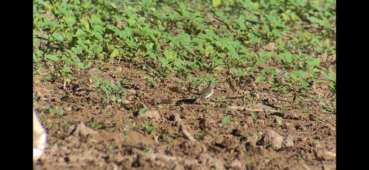 Water Pipit - ML644949911