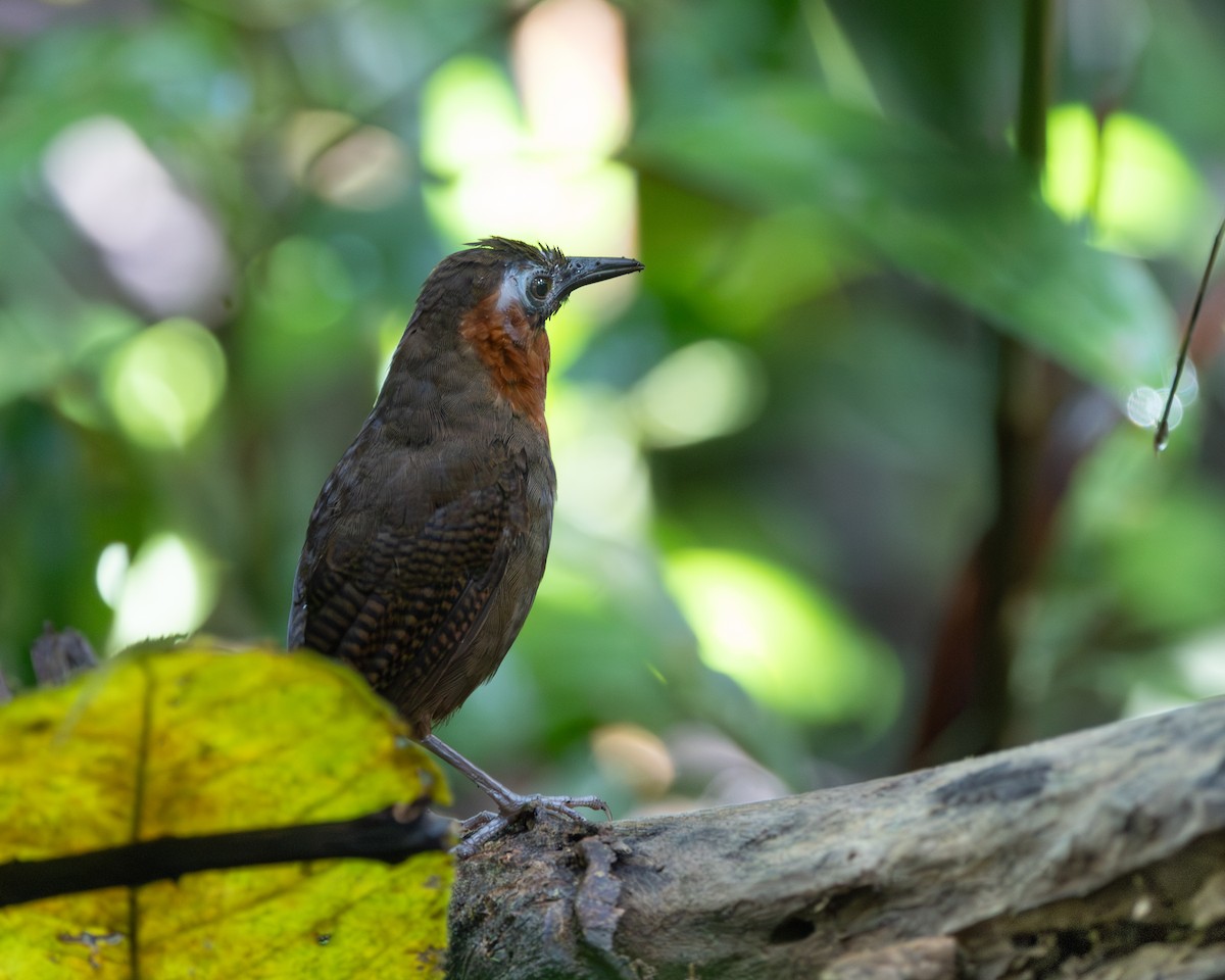 Song Wren - ML644949923