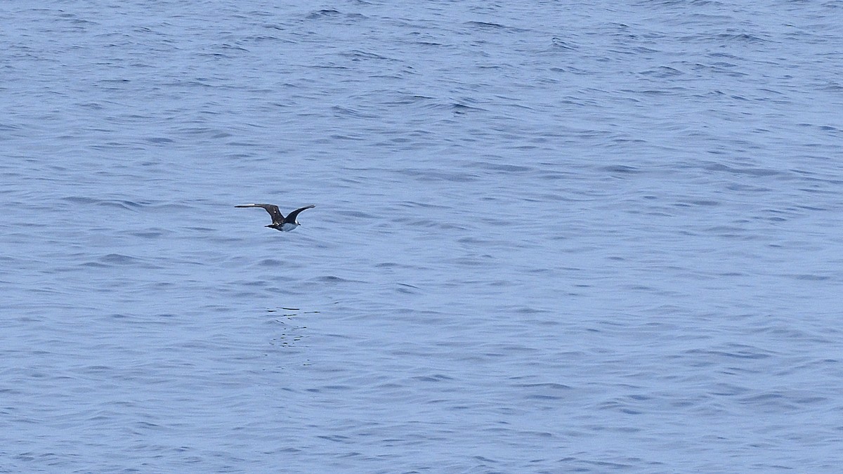 Págalo Pomarino - ML644949936