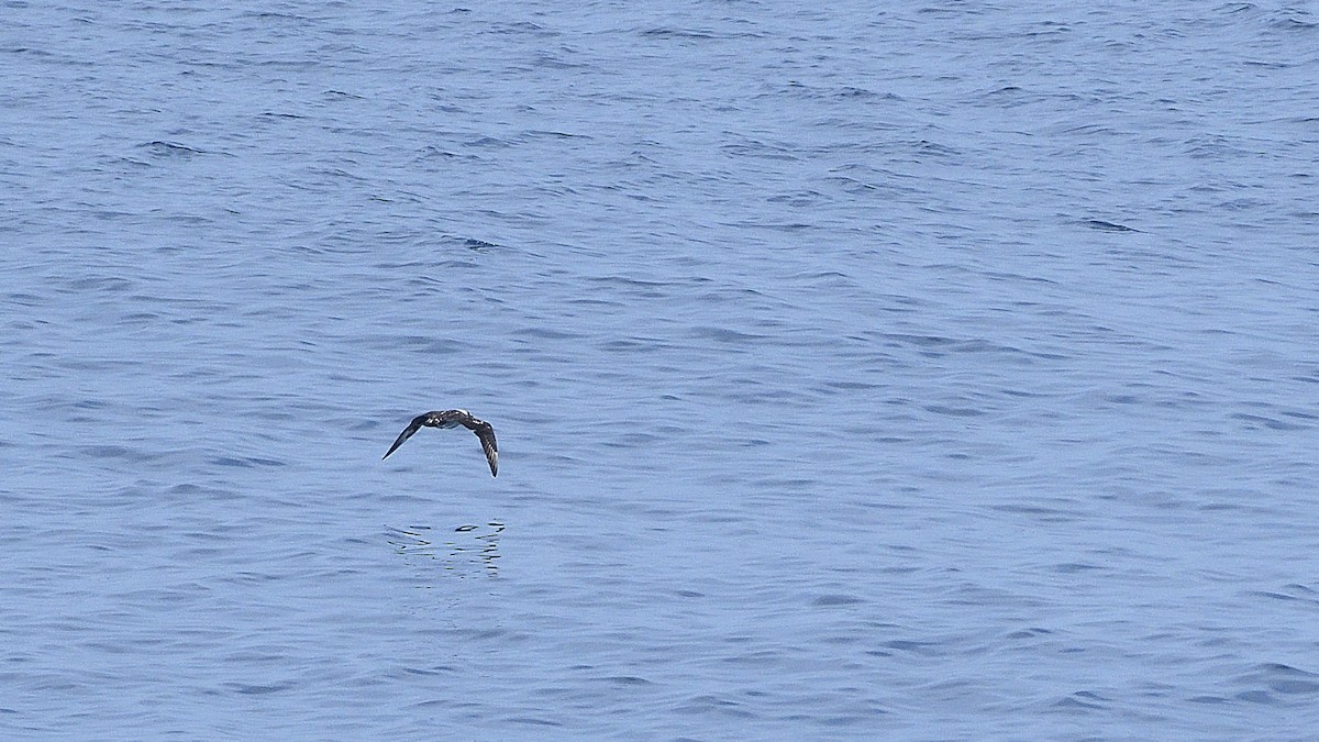 Págalo Pomarino - ML644949950