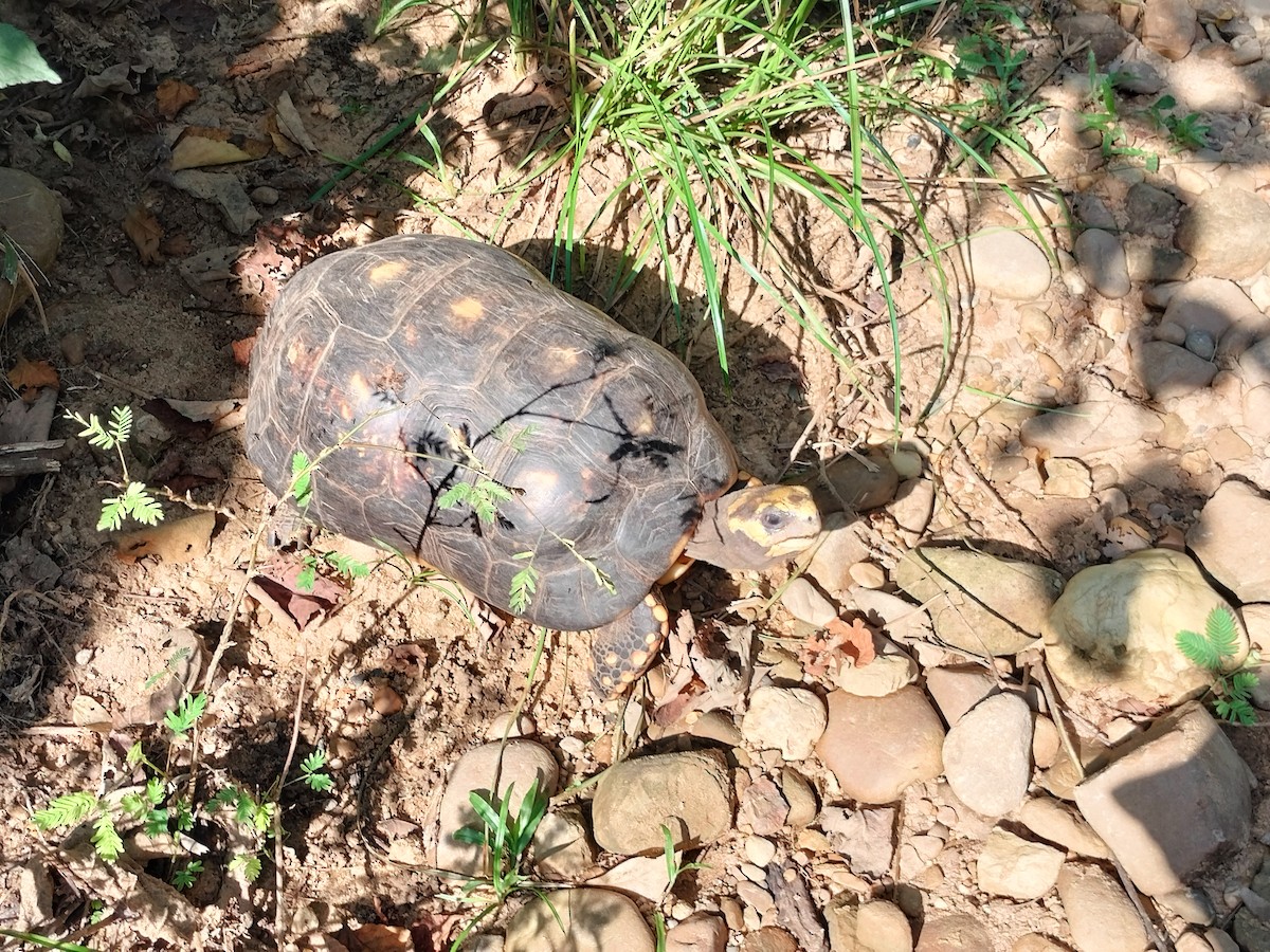 Animaux - ML644949954