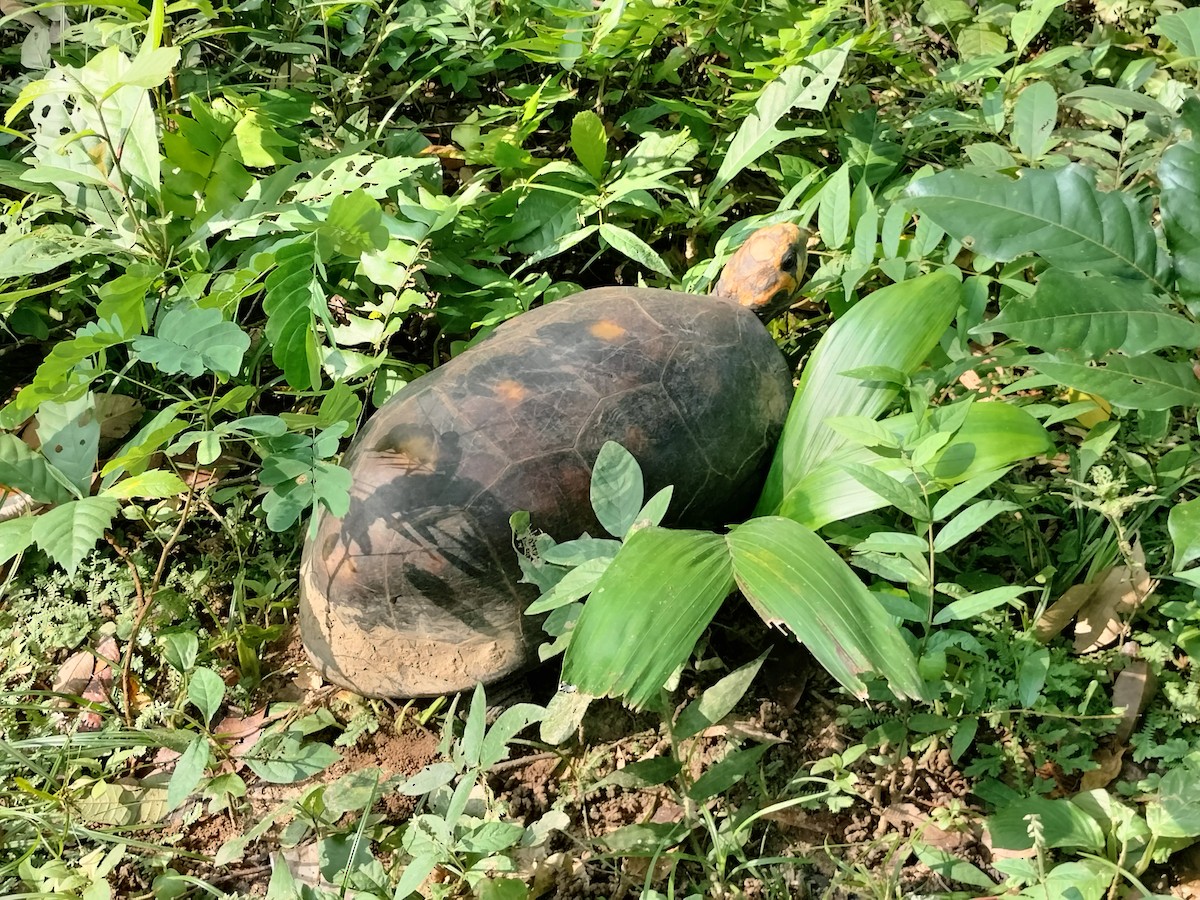 Animaux - ML644949955