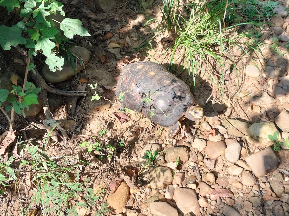 Animaux - ML644949956