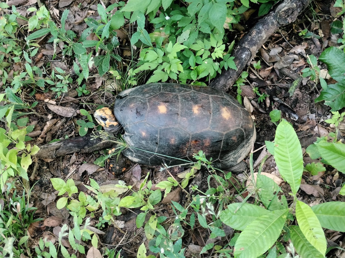 Animaux - ML644949957