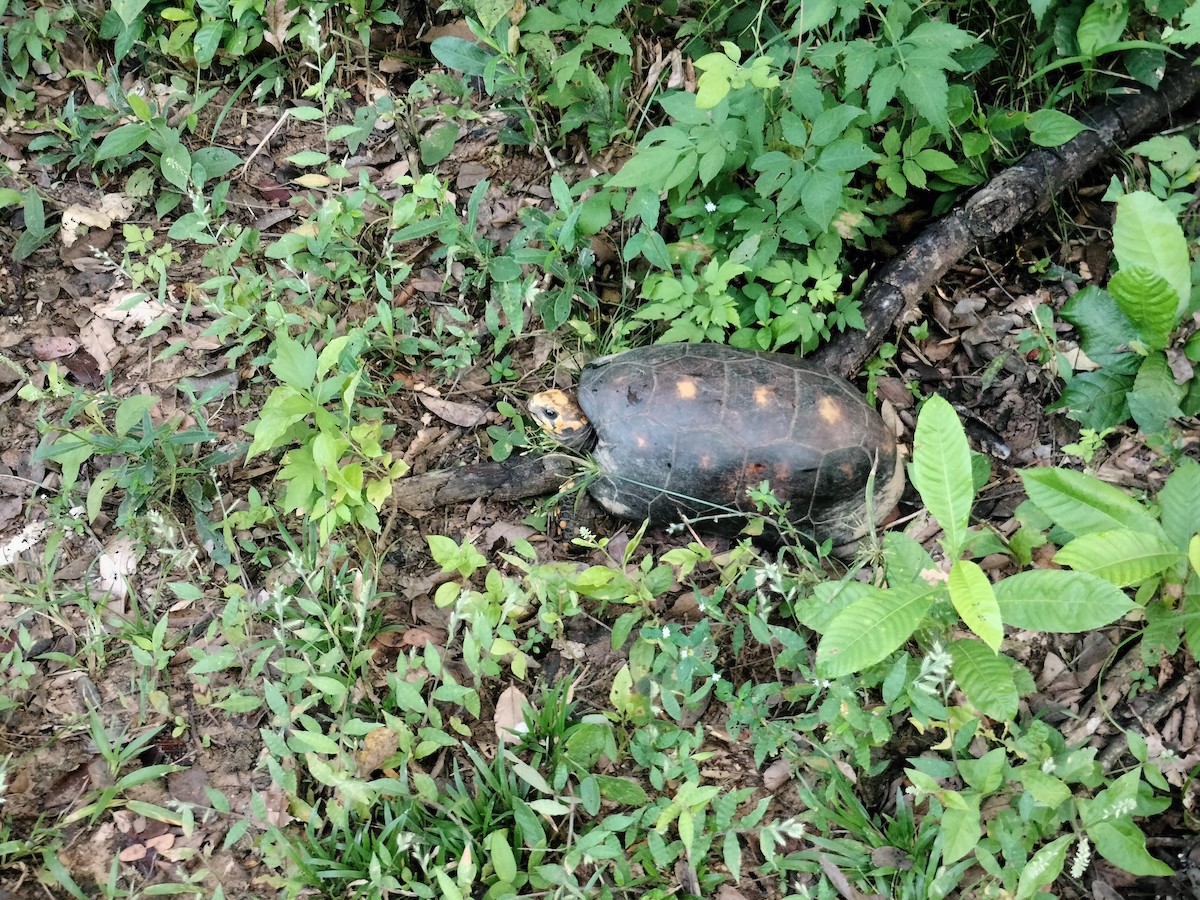 Animaux - ML644949958