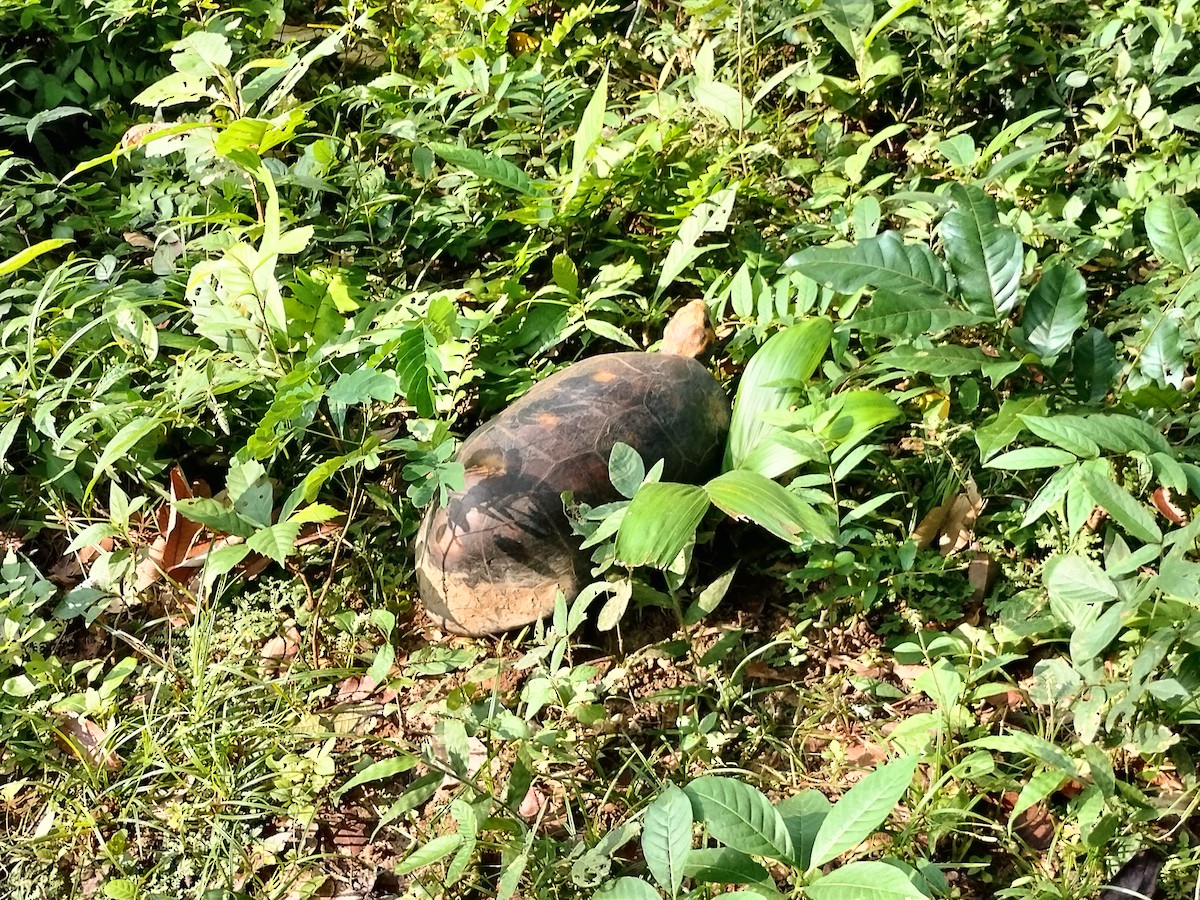 Animaux - ML644949959