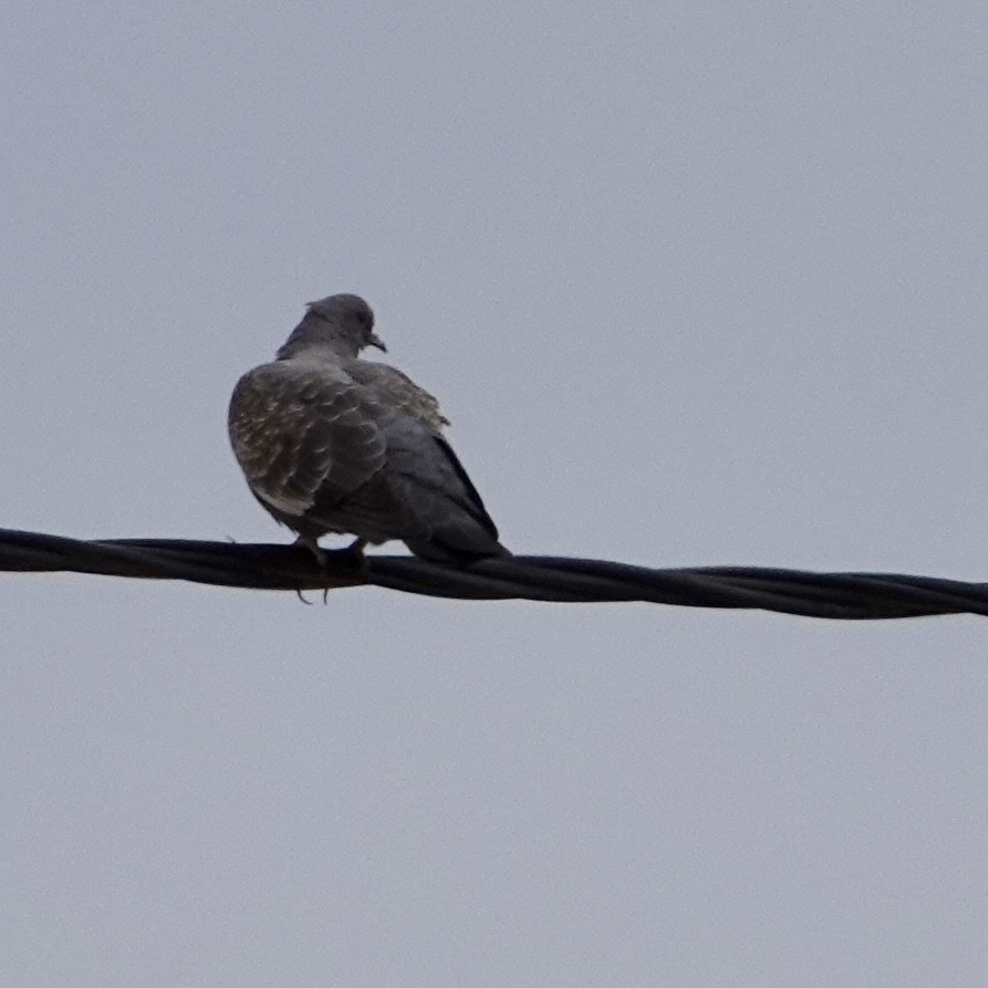 Spot-winged Pigeon - ML644949962