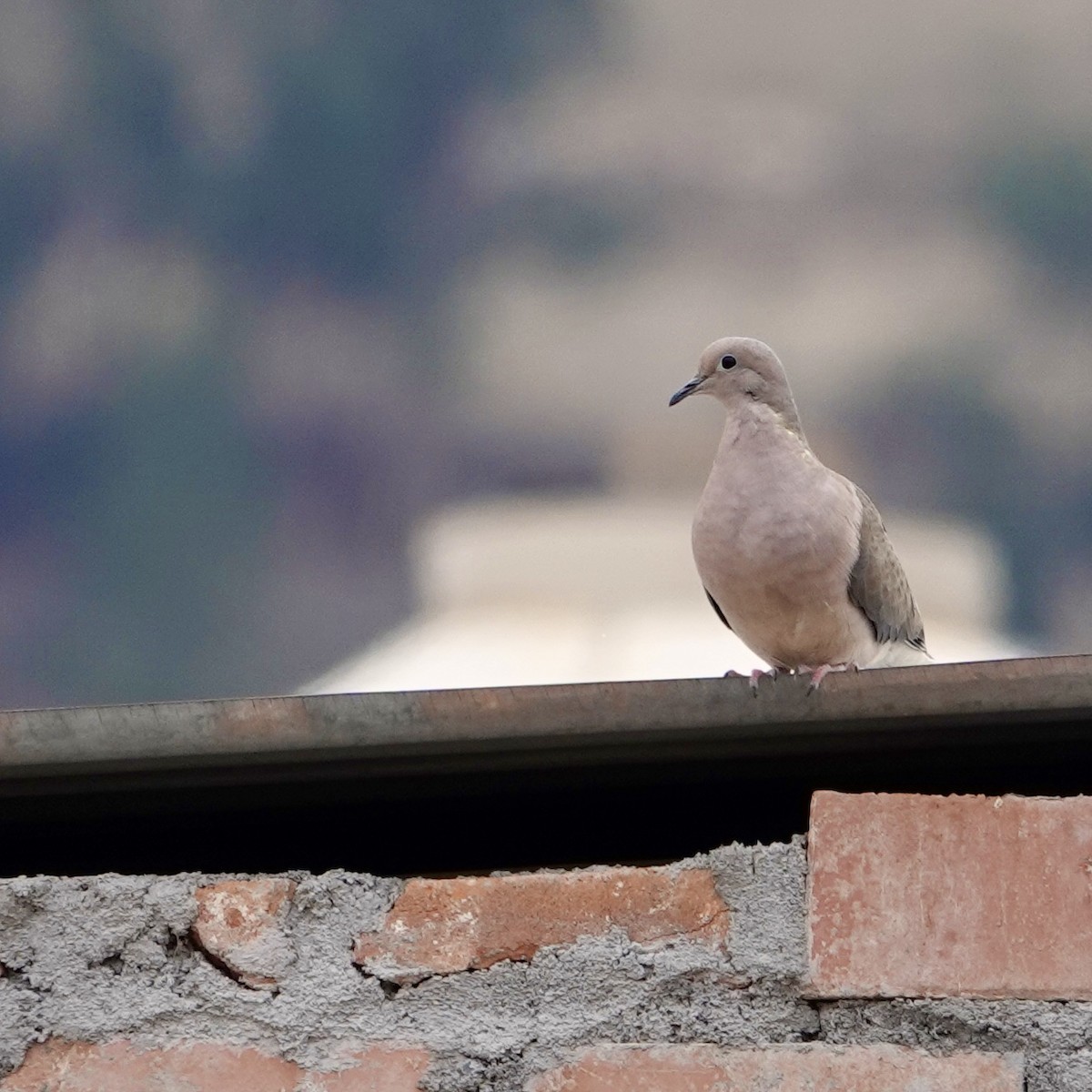 Eared Dove - ML644949975