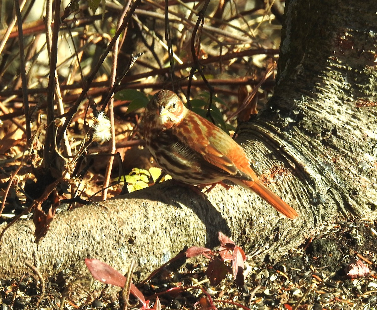 Fox Sparrow - ML644949976