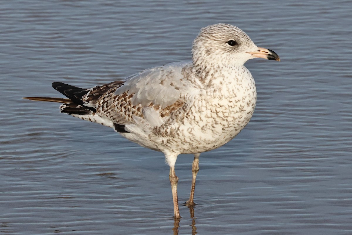 Ring-billed Gull - ML644949985