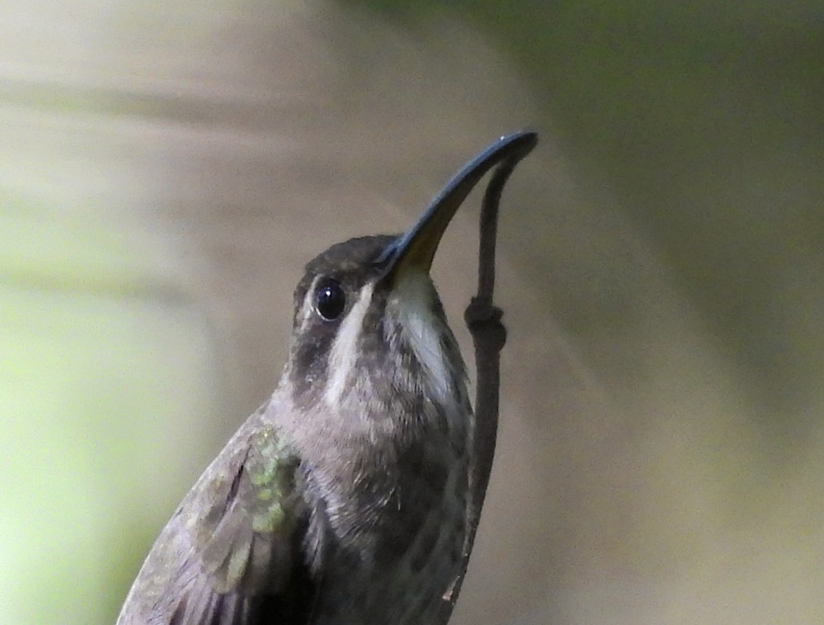 White-bearded Hermit - ML644949989