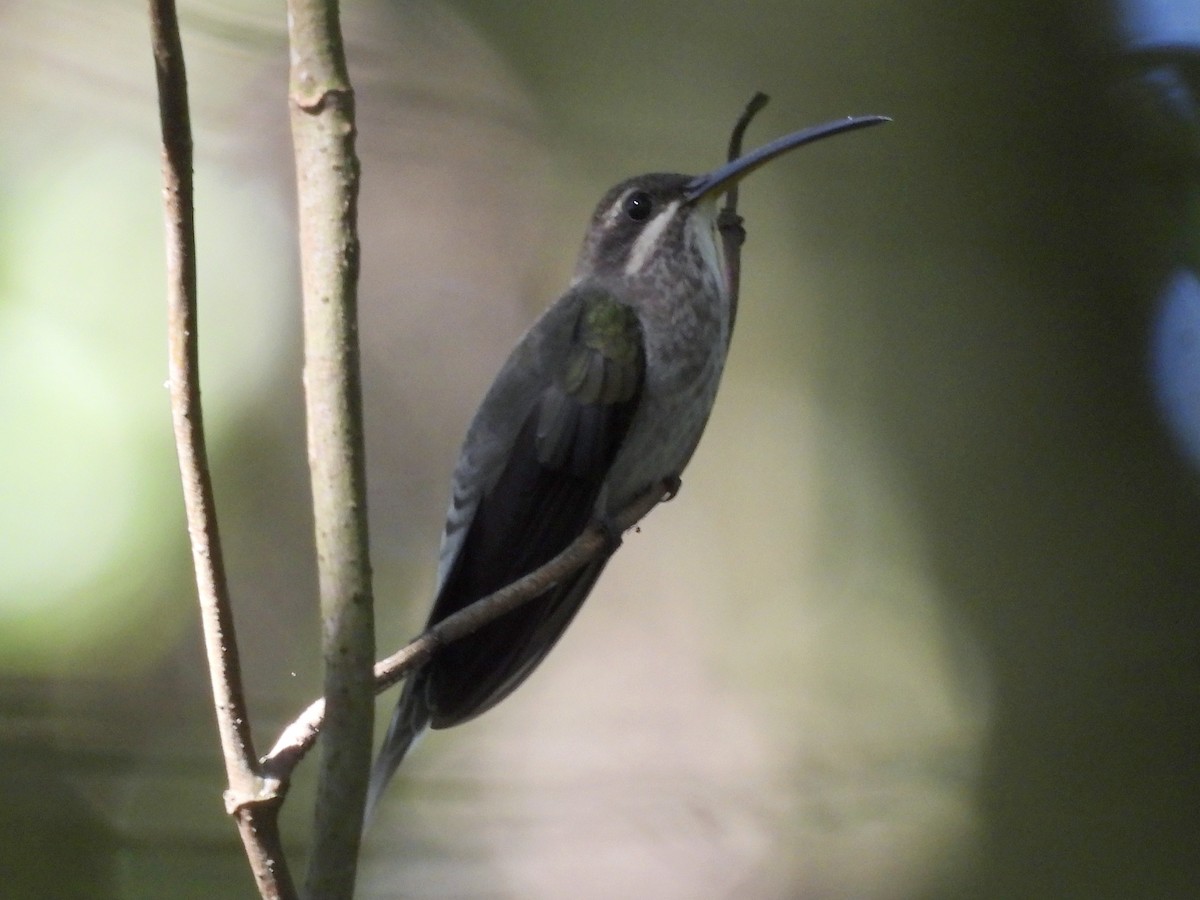 White-bearded Hermit - ML644949990