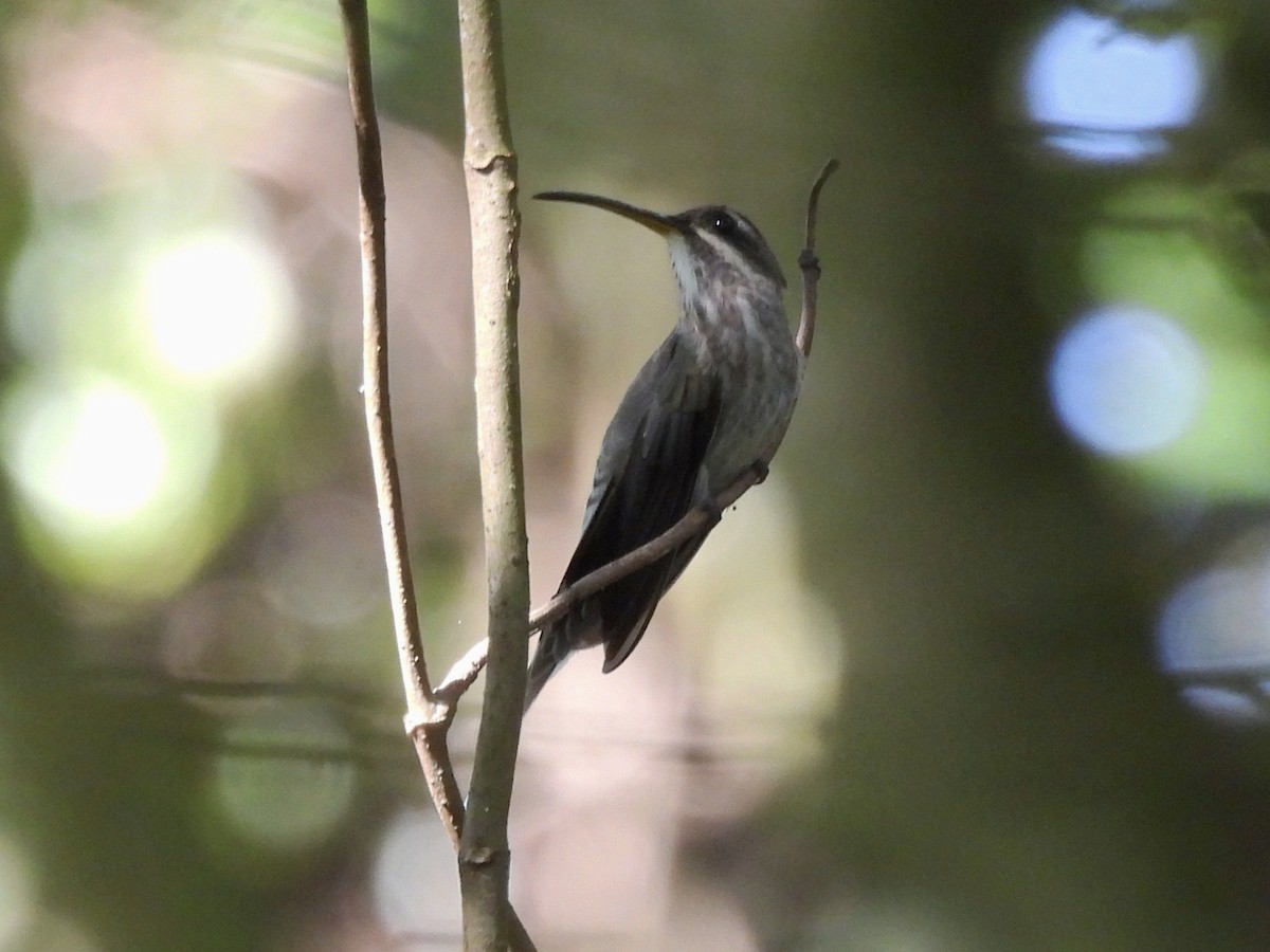 White-bearded Hermit - ML644949991