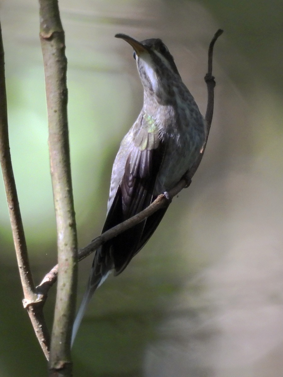 White-bearded Hermit - ML644949992