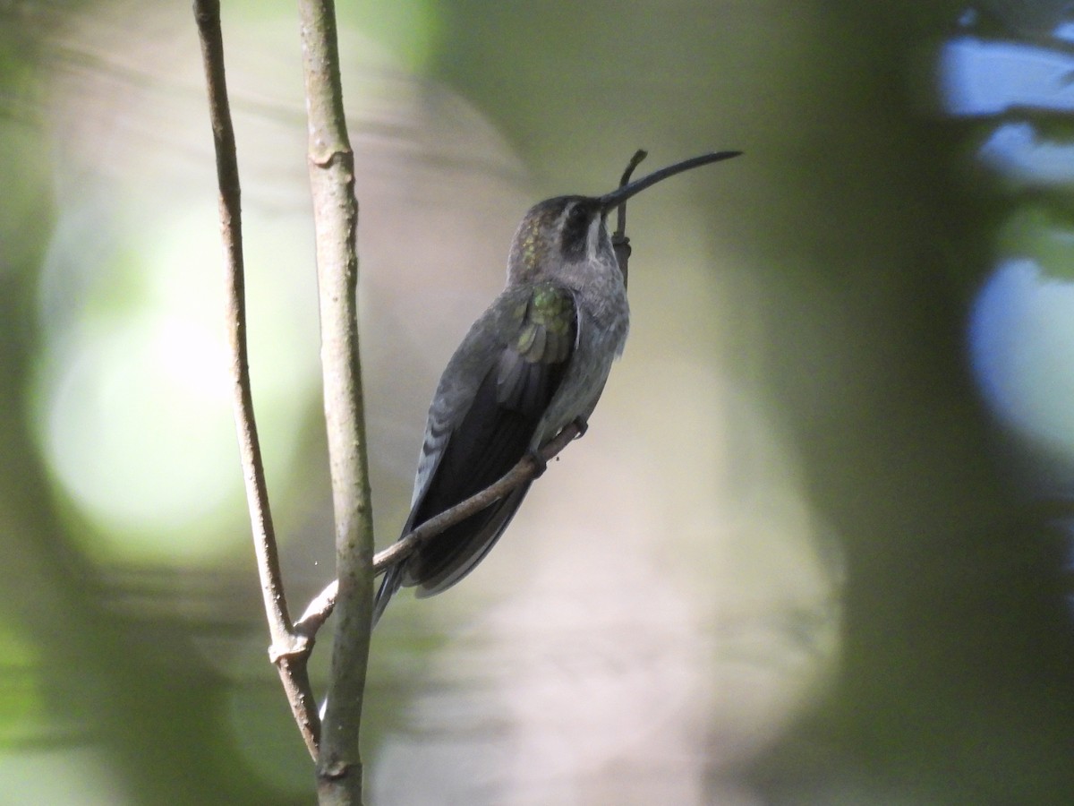 White-bearded Hermit - ML644949993