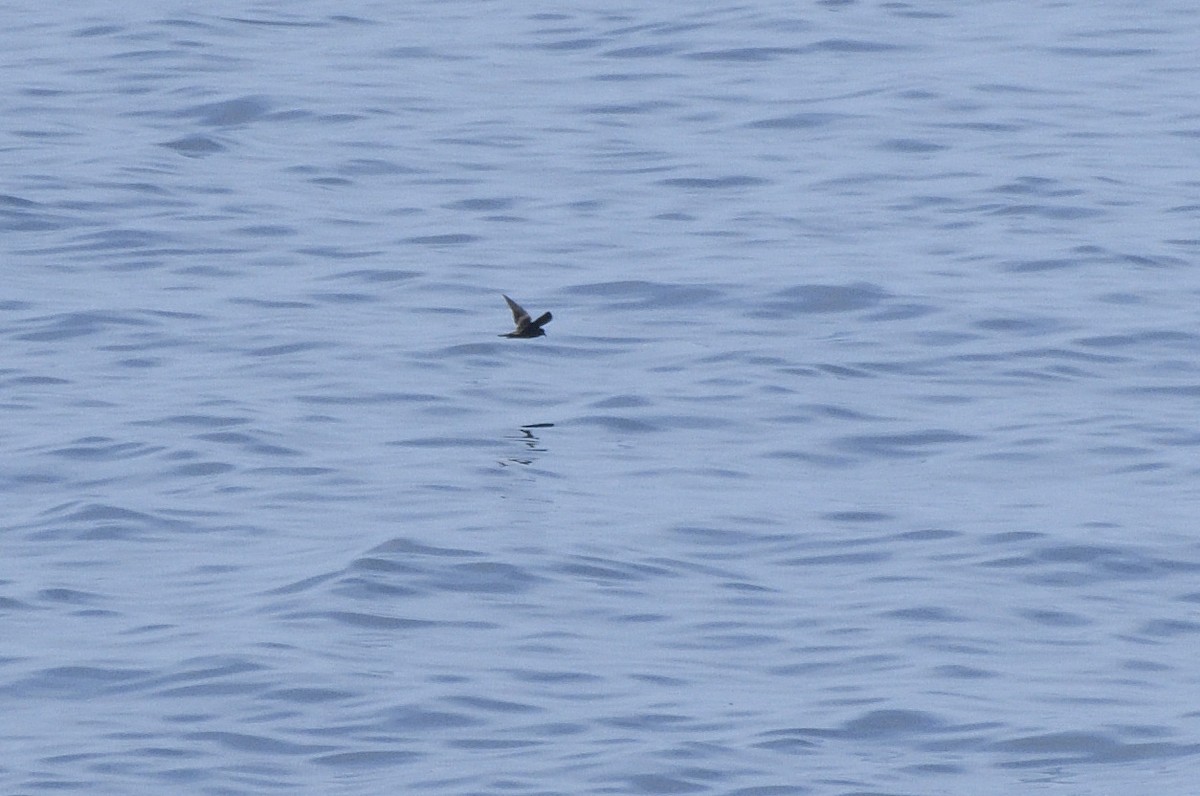 Paíño Menudo - ML644949996