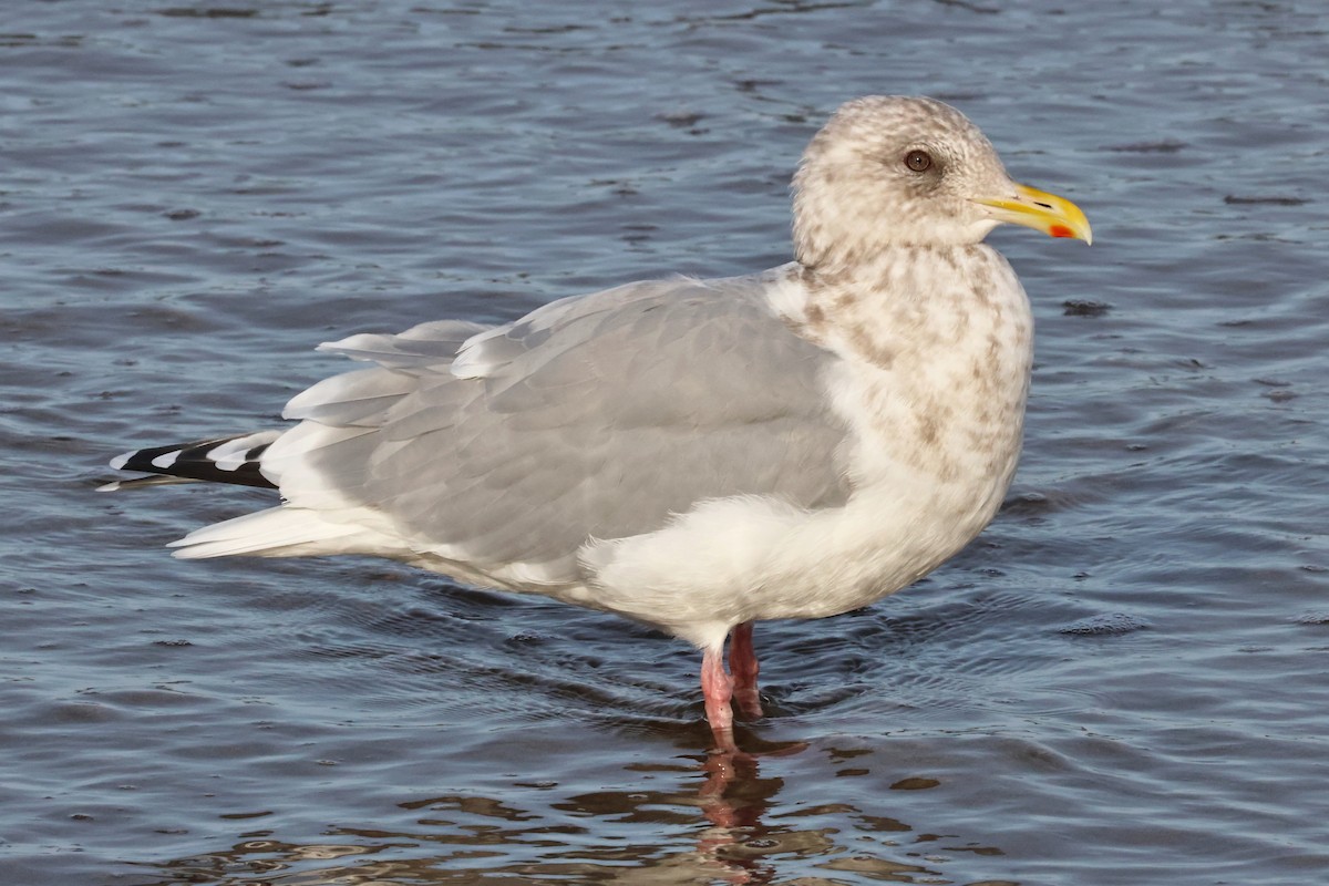Iceland Gull (Thayer's) - ML644950004