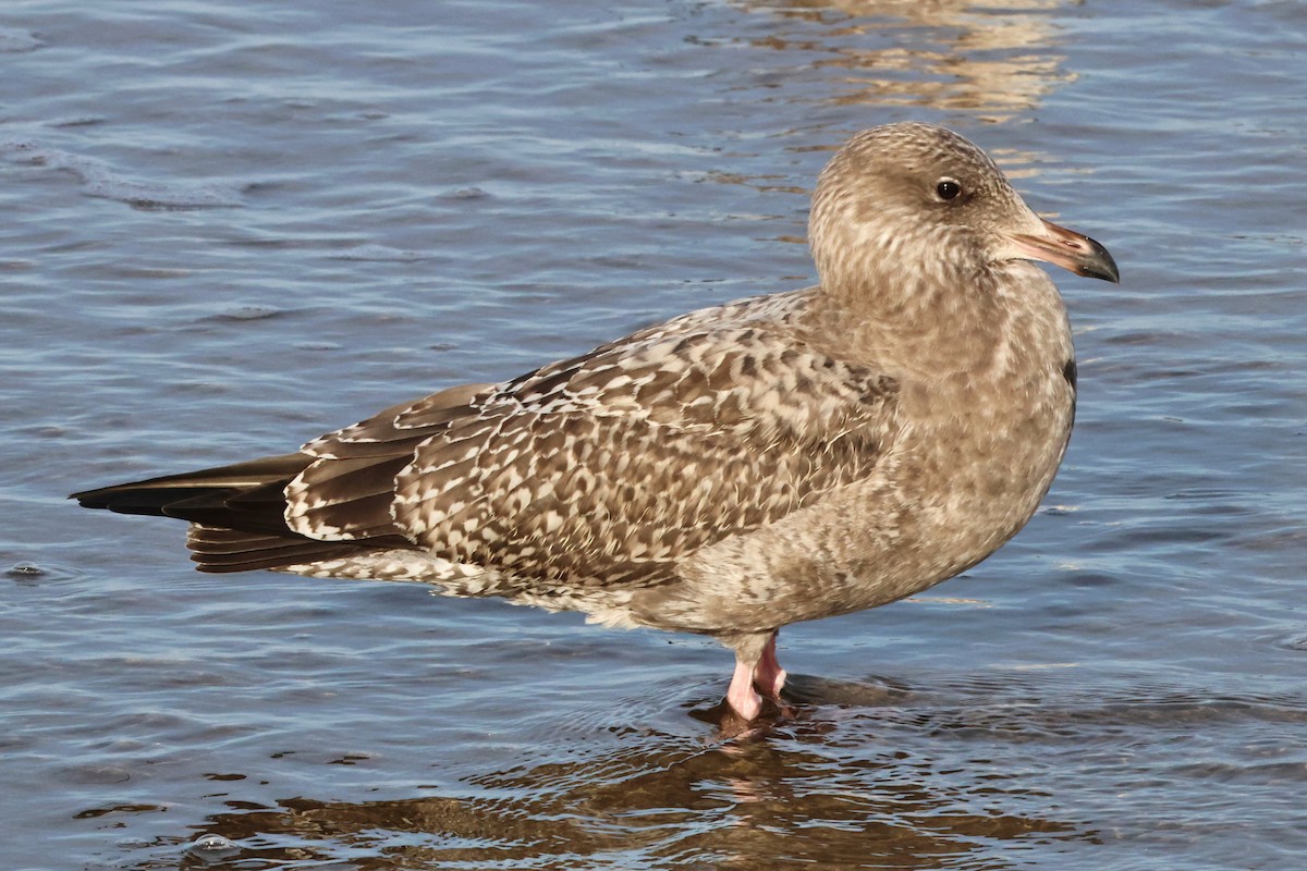 American Herring Gull - ML644950012