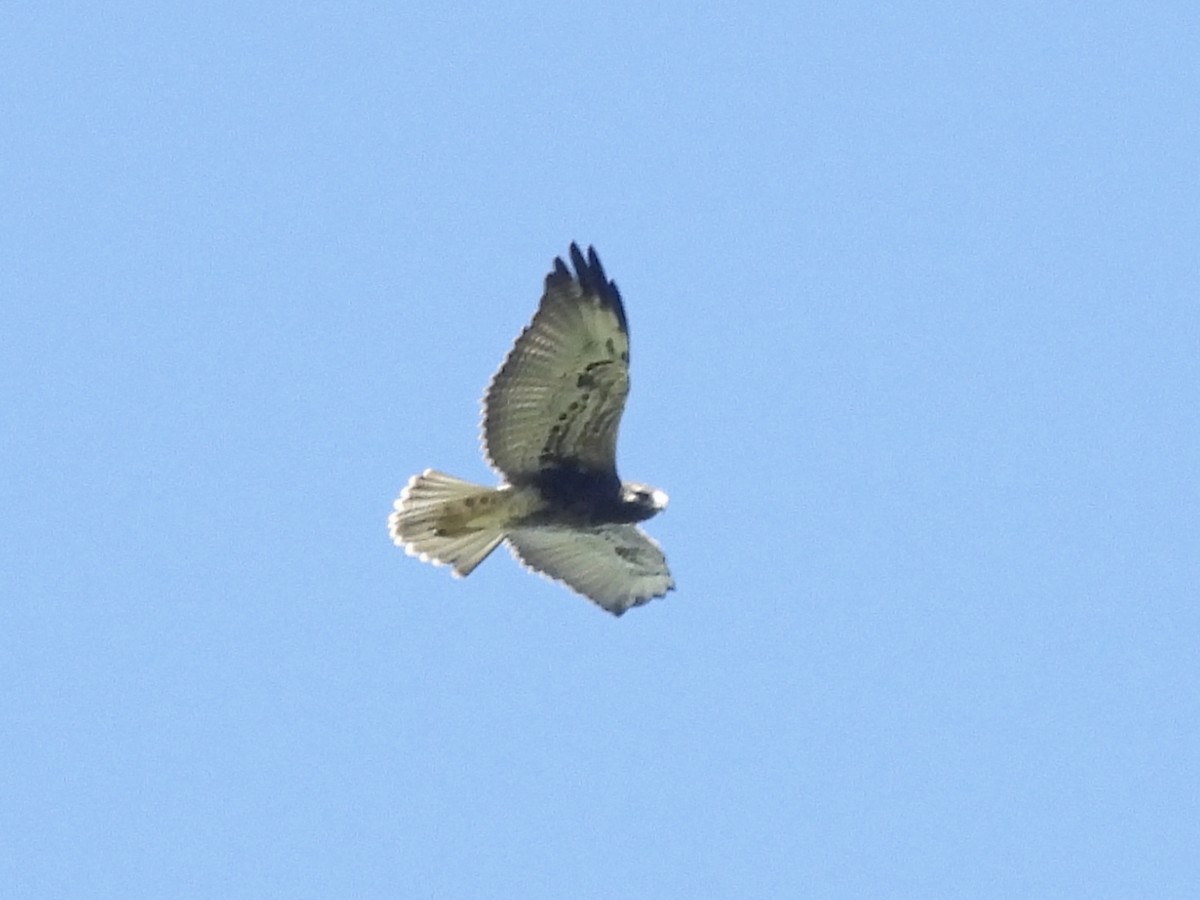 White-tailed Hawk - ML644950019
