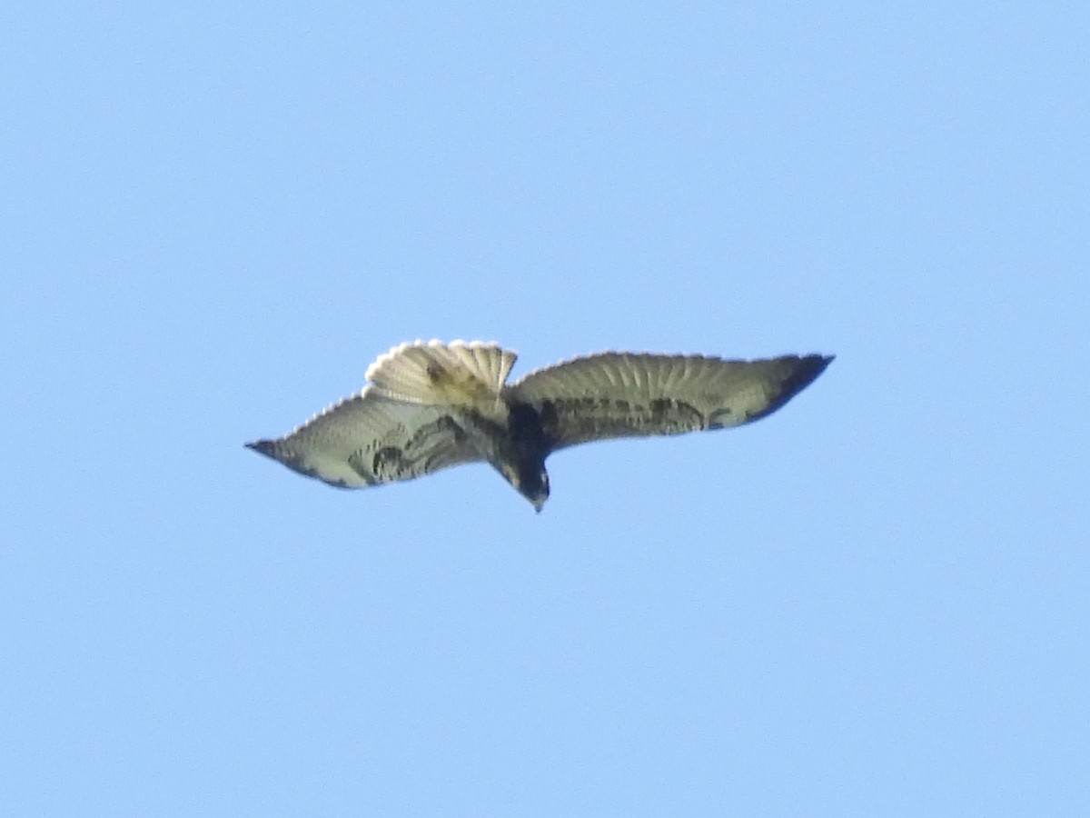White-tailed Hawk - ML644950020