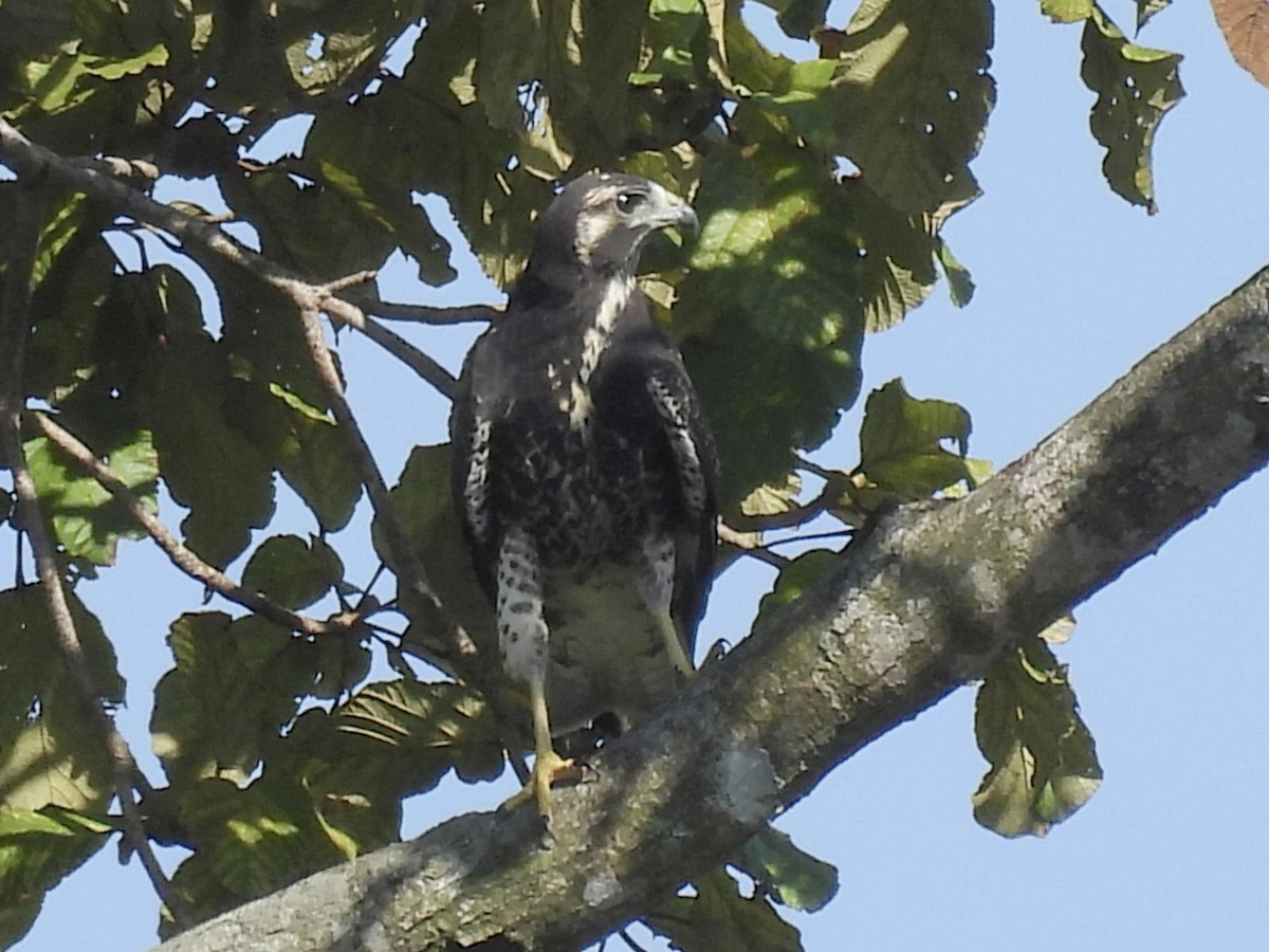 White-tailed Hawk - ML644950021