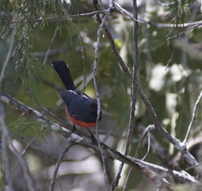 Slate-throated Redstart - ML644950044