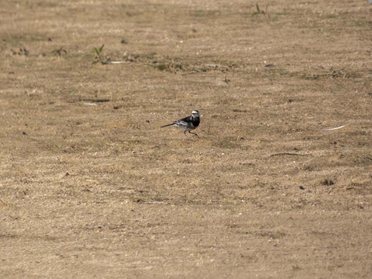 konipas bílý (ssp. yarrellii) - ML644950045