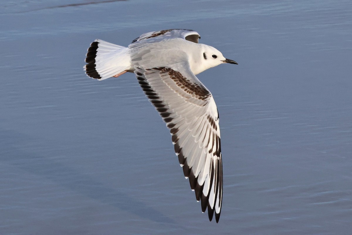 Bonaparte's Gull - ML644950048