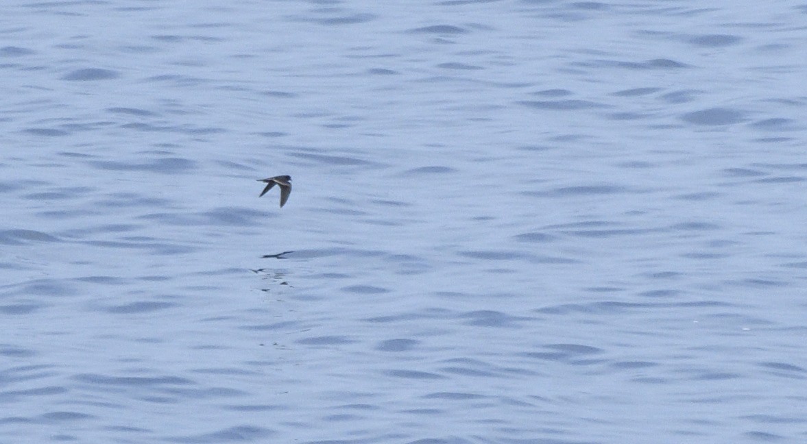 Paíño Menudo - ML644950052