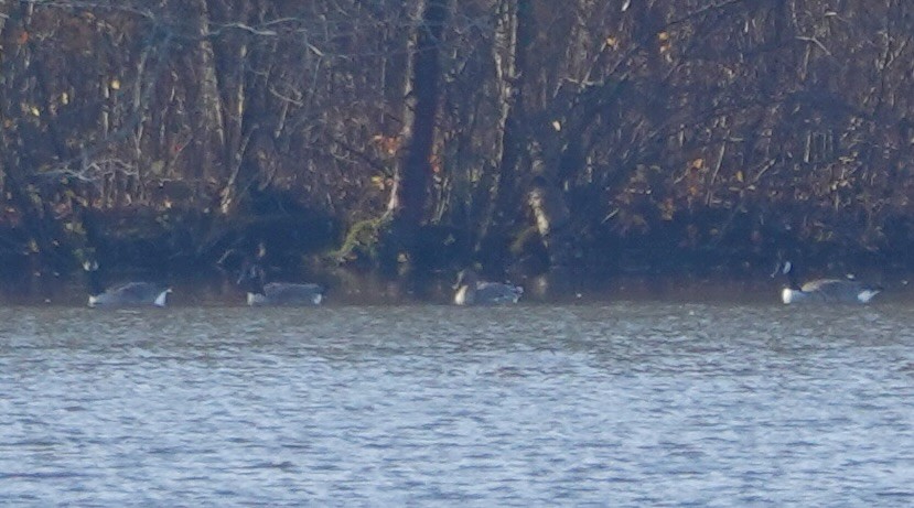 Tundra Bean-Goose - ML644950056