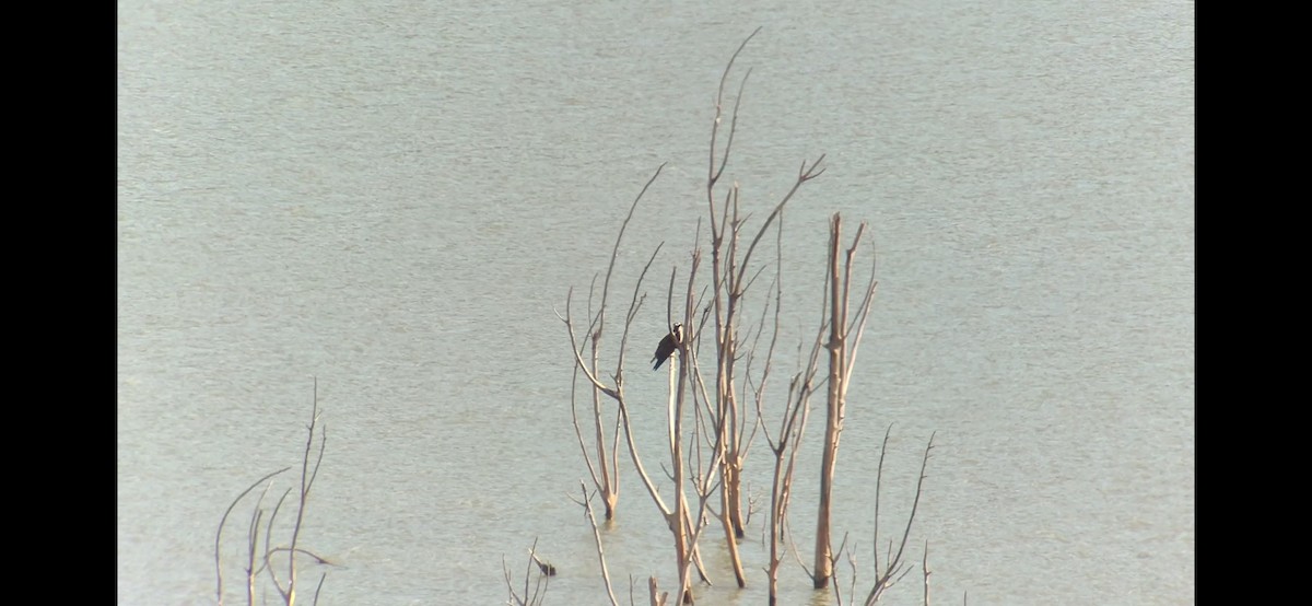 Osprey - ML644950057