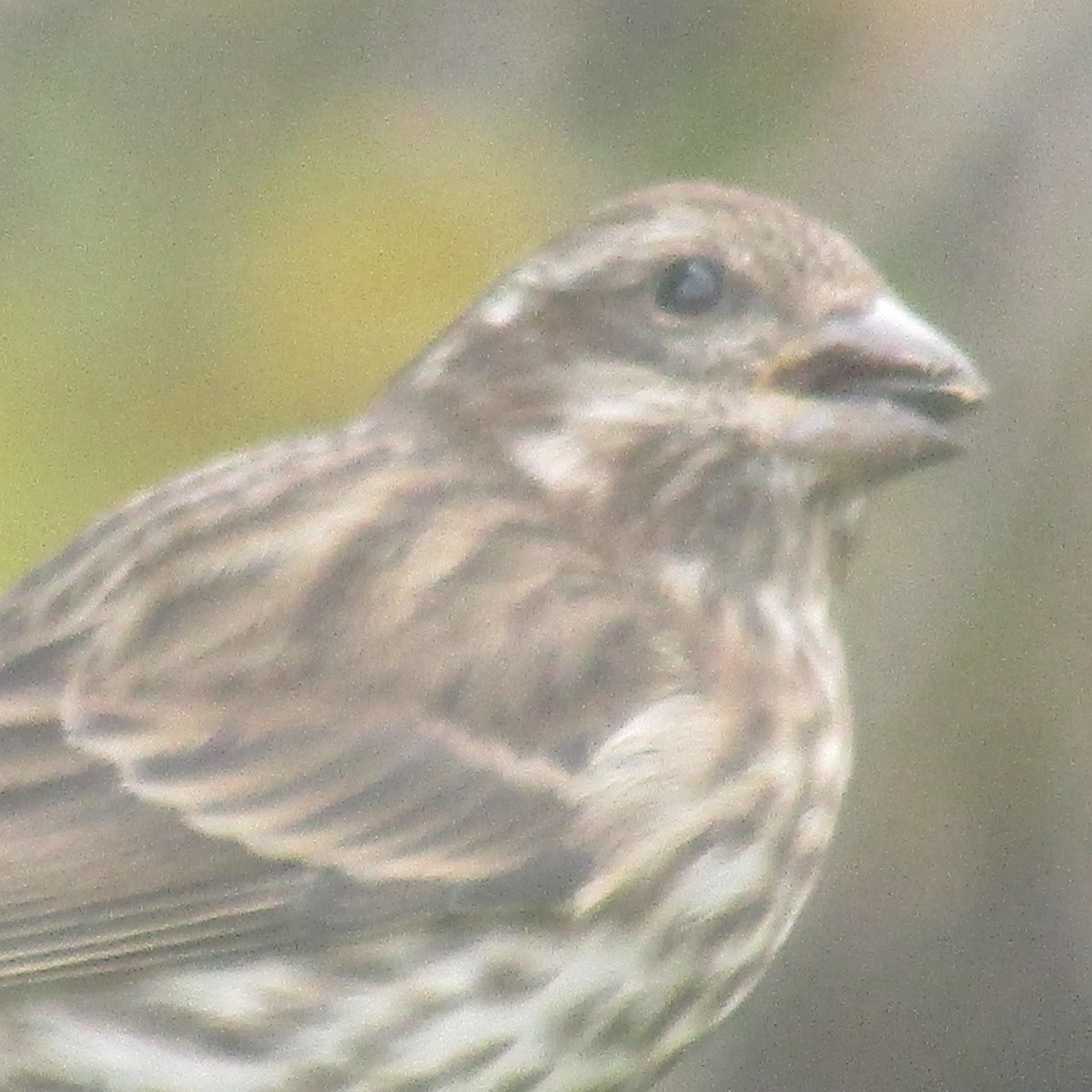 Camachuelo Purpúreo - ML644950067