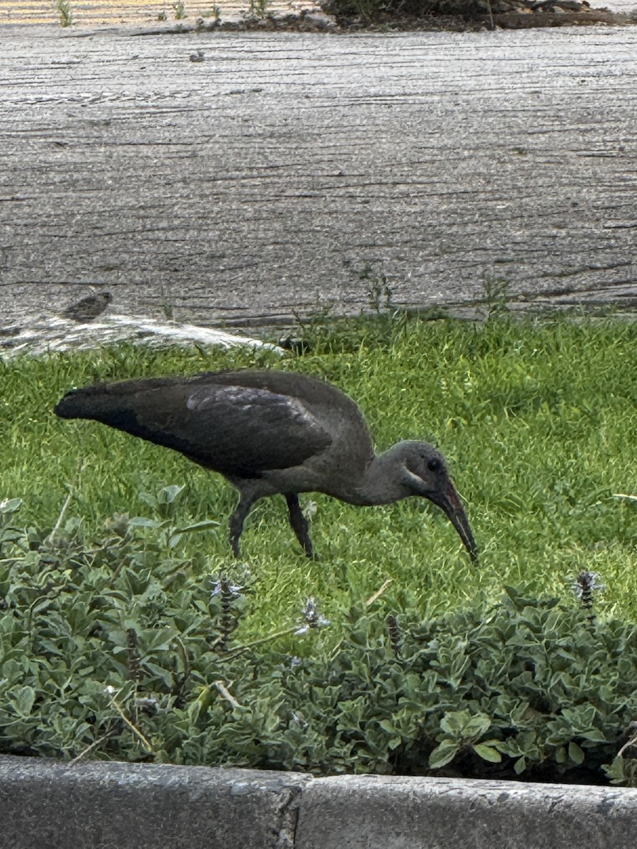 Hadada Ibis - ML644950068