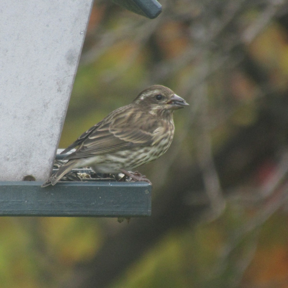 Camachuelo Purpúreo - ML644950069