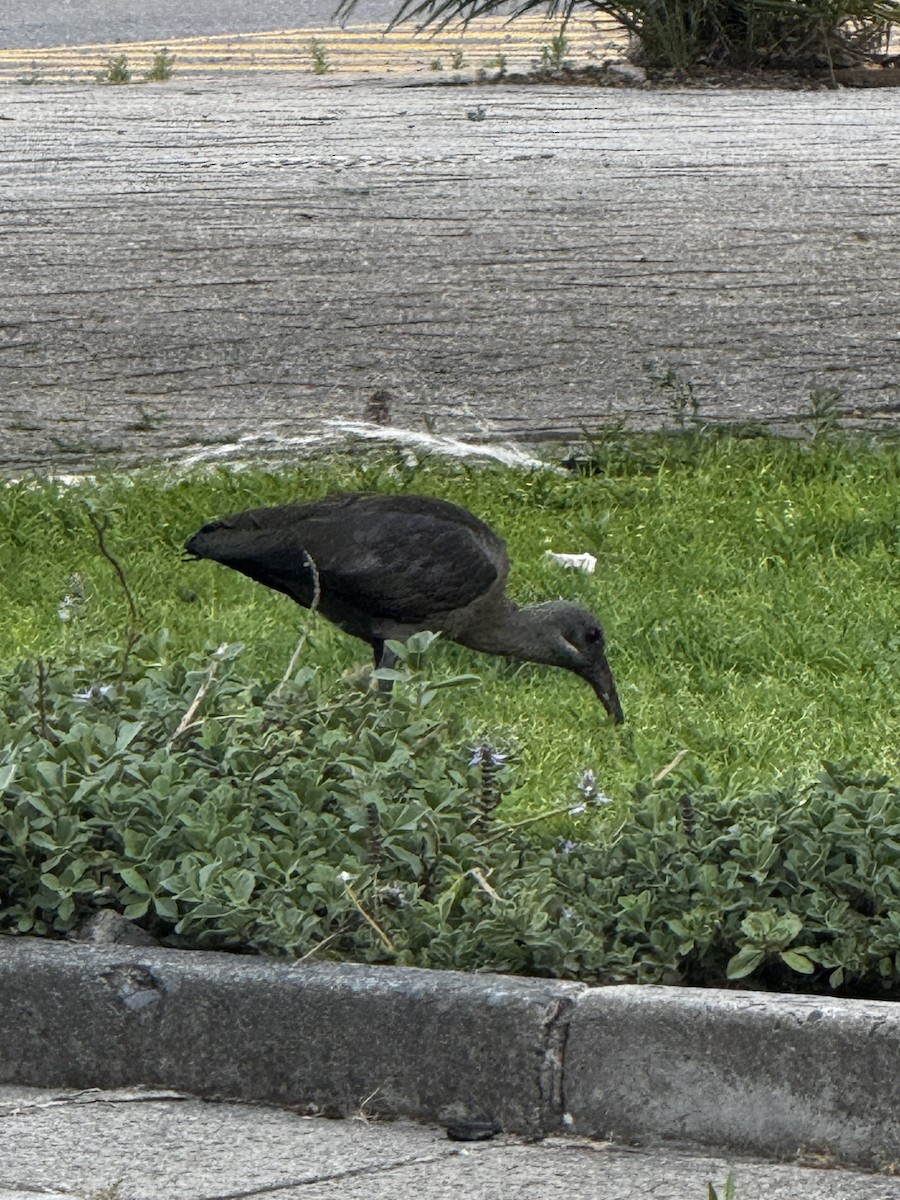 Hadada Ibis - ML644950070