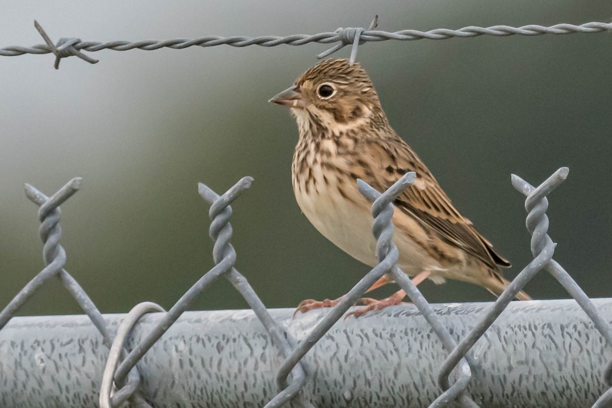 Vesper Sparrow - ML644950102