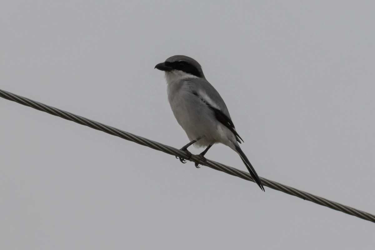 Loggerhead Shrike - ML644950114